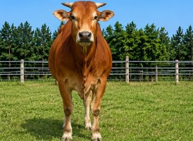 sapi madura