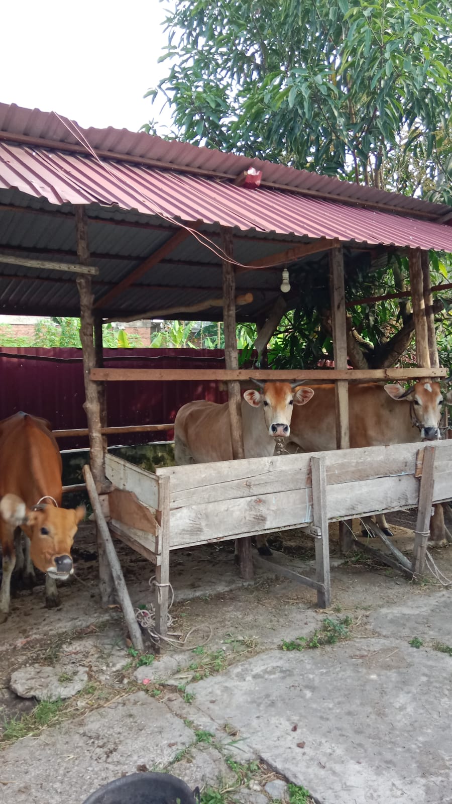 Sapi Madura