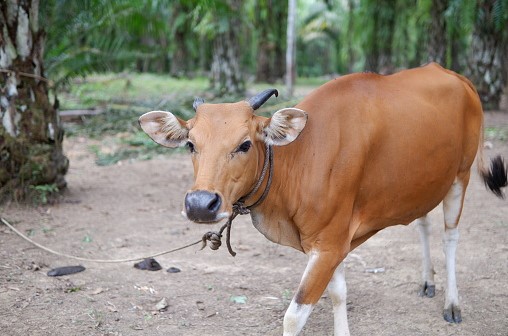 Sapi Angus