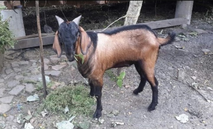 Kambing Jawa Randu