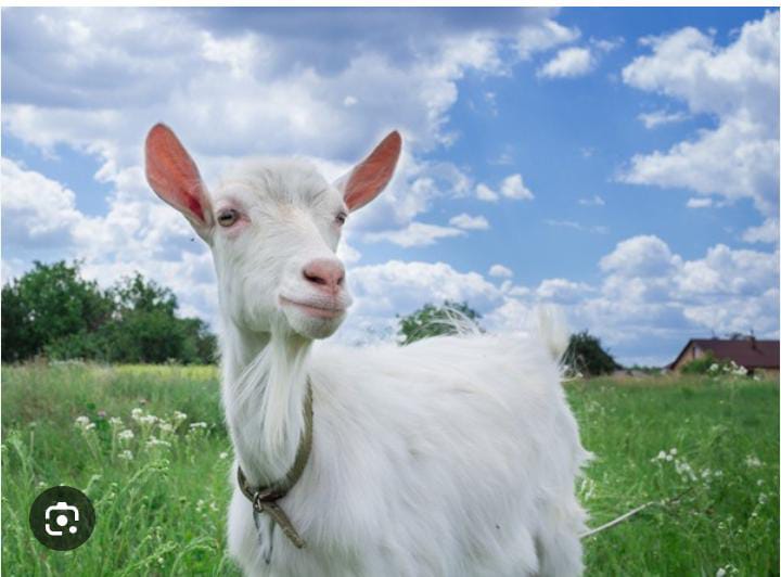 Kambing Etawa