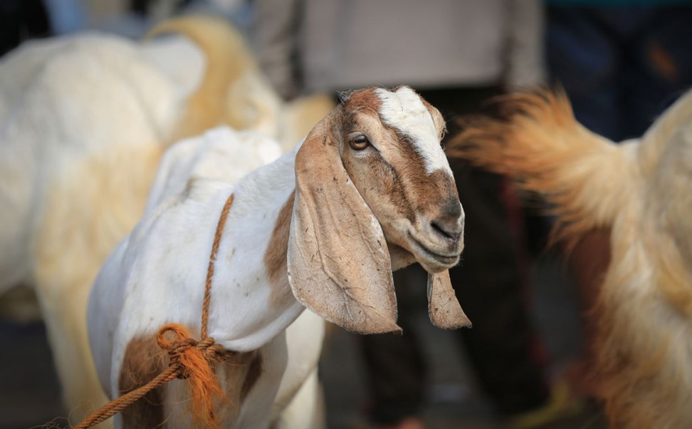 Kambing Kacang